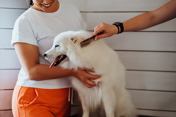 포토 JPG 해외이미지 동물 실내 한명 사람 반려동물 개 기르기 순혈 해외202310 해외포토 1 포유류 내부 돌봄 파일형식