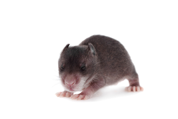 포토 JPG 해외이미지 한마리 사람없음 쥐 흰배경 두더지 해외202310 해외포토 1 백그라운드 흰색 설치류 파일형식