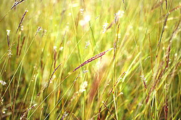 포토 JPG 해외이미지 식물 계절 공원 백그라운드 잎 밭 자연 벽지 추상 잔디 사람없음 초록색 물 빛 햇빛 태양 뷰티 환경 정원 맑음 봄 성장 신선 닫기 이슬 밀 원예 질감 보케 부드러움 내추럴 블러 해외202310 해외포토 자연요소 공공시설 컬러 무늬 농업 모션 날씨 곡류 취미 감각 생태계 파일형식