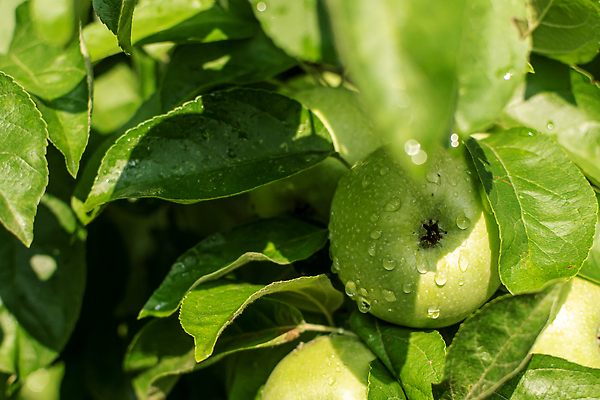 포토 JPG 해외이미지 나무 식물 계절 음식 백그라운드 잎 농업 과일 자연 날씨 건강 사람없음 초록색 물 농작물 정원 젖음 수확 성장 나뭇가지 신선 달콤 떨어짐 사과 과수원 빗방울 유기농 원예 건강식 내추럴 밭일 숙성 비건 맛있는 해외202310 해외포토 자연요소 웰빙 산업 컬러 컨셉 취미 비_날씨 맛 생태계 채식주의자 파일형식