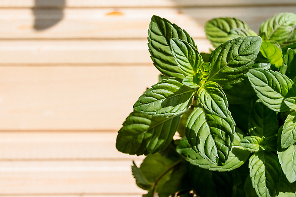 포토 JPG 해외이미지 나무 식물 음식 컬러 잎 패턴 농업 채소 재료 자연 추상 건강 사람없음 초록색 여름 빛 약 세일 환경 정원 봄 성장 신선 차 민트 허브 향신료 유기농 원예 질감 날것 향기 아로마 향 내추럴 스피아민트 해외202310 해외포토 웰빙 계절 산업 음료 무늬 의학 취미 생태계 냄새 향미료 파일형식