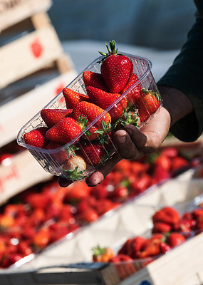 포토 JPG 해외이미지 손 과일 포장 딸기 신체부위 무더기 플라스틱통 해외202310 해외포토 통 사람 플라스틱 파일형식