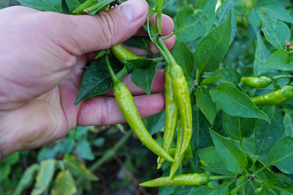 포토 JPG 해외이미지 식물 음식 백그라운드 잎 농업 채소 재료 자연 고추 파프리카 건강 사람없음 초록색 정원 수확 성장 신선 뜨거움 유기농 원예 후추 해외202310 해외포토 웰빙 산업 컬러 취미 향신료 생태계 파일형식
