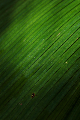 포토 JPG 해외이미지 나무 식물 꽃 컬러 백그라운드 컨셉 잎 패턴 자연 벽지 추상 손바닥 사람없음 초록색 컬러풀 환경 정원 봄 성장 신선 숲 질감 내추럴 해외202310 해외포토 손 계절 무늬 생태계 파일형식