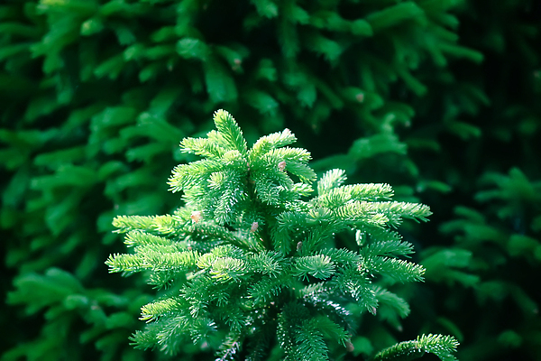포토 JPG 해외이미지 나무 식물 디자인 계절 공원 컬러 백그라운드 잎 크리스마스 겨울 자연 사람없음 야외 목재 장식 초록색 여름 햇빛 태양 뷰티 환경 맑음 일몰 봄 흰색 나뭇가지 신선 소나무 바늘 닫기 숲 질감 상록수 침엽수 전나무 원뿔 내추럴 시베리아 가문비나무 해외202310 해외포토 자연요소 도형 공공시설 기념일 재료 모션 날씨 노을 도구 생태계 파일형식
