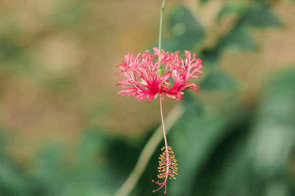 포토 JPG 해외이미지 식물 꽃잎 꽃 분홍색 컬러 잎 꽃무늬 자연 휴가 열대 골격 매달리기 사람없음 장식 빨간색 초록색 여름 컬러풀 햇빛 뷰티 탑 정원 일본 중국 줄무늬 꽃술 등불 신선 개화 산호 약초 관목 원예 서식 하와이 거미 반전 세이셸 히비스커스 해외202310 해외포토 나무 건축물 계절 아시아 곤충 컨셉 무늬 모션 아프리카 조명 취미 태양 미국 풀_식물 자포동물 생태계 파일형식