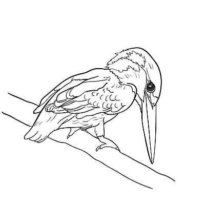 EPS 해외이미지 동물 남자 야생동물 선 백그라운드 날개 일러스트 자연 조류 낚시 앉기 컬러풀 뷰티 검은색 흰색 나뭇가지 깃털 그림 부리 내추럴 고립 동물상 물총새 이국적 벡터 해외202310 해외일러스트 나무 컬러 모션 레저 사람 조형물 생태계 파일형식