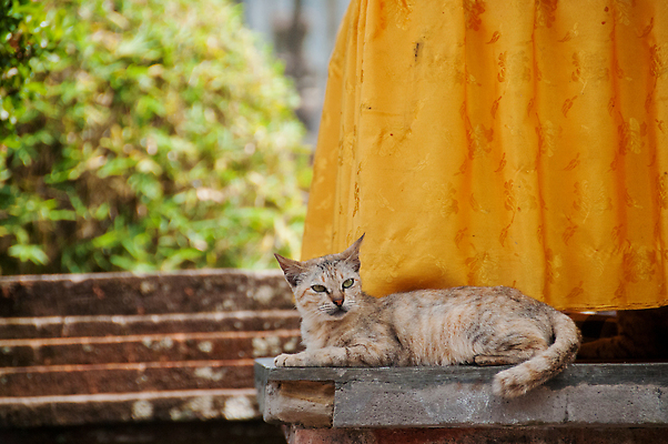 포토 JPG 해외이미지 나무 동물 백그라운드 오렌지 장난 포유류 휴식 수염 털 피곤 앉기 사람없음 빨간색 초록색 반려동물 노란색 평화 귀여움 고양이 줄무늬 꿈 소나무 잠 면 사찰 달콤 작음 모피 낮잠 부드러움 솜털 생강 노려봄 거짓말 해외202310 해외포토 식물 컬러 컨셉 무늬 채소 과일 종교건축 모션 표정 감각 맛 크기 파일형식