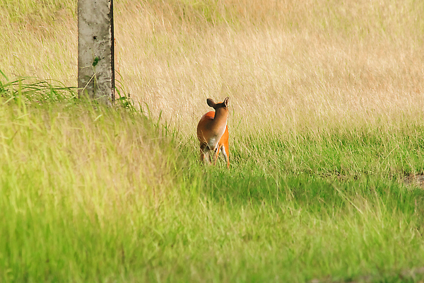 포토 JPG 해외이미지 동물 한마리 응시 공원 남자 야생동물 밭 포유류 자연 사슴 휴식 영국 뿔 국립공원 종류 사람없음 야외 가로 빨간색 초록색 컬러풀 달러 버섯 황무지 숲 위험 인도인 사파리 영양 엘크 전국 혼자 해외202310 해외포토 외국인 1 시선 공공시설 유럽 컬러 컨셉 돈 농업 사람 동양인 생태계 파일형식