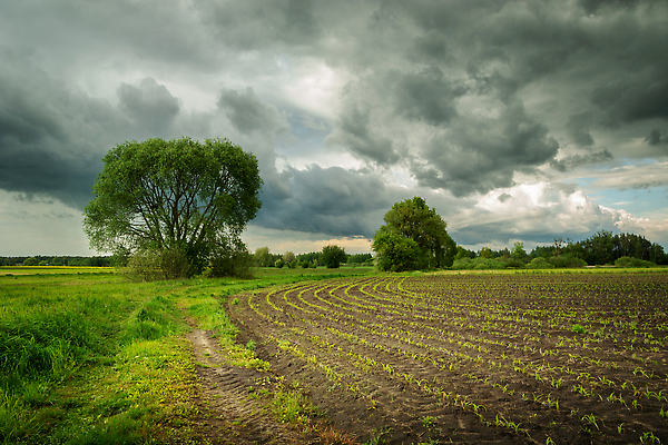 포토 JPG 해외이미지 나무 식물 구름 계절 산업 문화 지구 선 밭 농업 자연 하늘 날씨 옥수수 풍경 사람없음 초록색 뷰티 농장 농경지 흙 봄 성장 시골 신선 작음 땅 시리얼 유기농 장면 땅바닥 밭일 줄서기 해외202310 해외포토 자연요소 웰빙 음식 컬러 모션 곡류 바닥 크기 생태계 파일형식