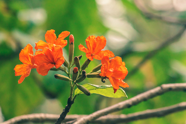 포토 JPG 해외이미지 나무 식물 계절 꽃잎 꽃 줄기 컬러 꽃다발 백그라운드 잎 꽃무늬 밭 오렌지 자연 사람없음 장식 빨간색 초록색 여름 컬러풀 뷰티 장미 노란색 정원 봄 벚꽃 나뭇가지 신선 우아함 닫기 묘사 향기 꽃가루 내추럴 이국적 해외202310 해외포토 컨셉 무늬 농업 과일 모션 가루 생태계 냄새 파일형식