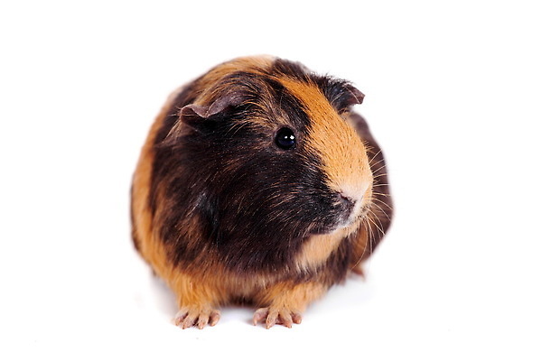 포토 JPG 해외이미지 한마리 사람없음 흰배경 기니피그 해외202310 해외포토 1 백그라운드 포유류 흰색 파일형식