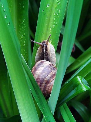 포토 JPG 해외이미지 식물 계절 야생동물 컬러 백그라운드 자연 아침 조개 무척추동물 나선형 사람없음 봄 회색 젖음 껍질 피부 그림 유기농 생물학 덮기 느림 내추럴 기어가기 동물상 땅바닥 민달팽이 그리너리 끈적임 해외202310 해외포토 주간 동물 웰빙 교육 무늬 모션 어패류 바닥 신체부위 조형물 생태계 파일형식 트랜드컬러 달팽이_동물