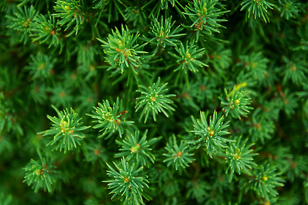 포토 JPG 해외이미지 나무 식물 계절 백그라운드 잎 크리스마스 겨울 자연 벽지 추상 휴가 사람없음 목재 장식 초록색 축제 나뭇가지 신선 소나무 바늘 정상 숲 질감 엽서 상록수 침엽수 전나무 내추럴 가문비나무 해외202310 해외포토 기념일 컬러 무늬 재료 도구 편지 생태계 파일형식