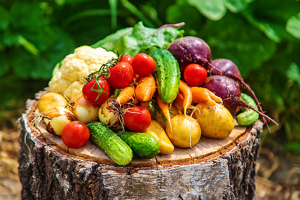 포토 JPG 해외이미지 식물 배너 음식 백그라운드 농업 다이어트 채소 자연 양파 감자 건강 사람없음 초록색 농장 정원 농사 흙 당근 수확 성장 신선 닫기 상추 다발 삽 에코 유기농 원예 날것 내추럴 항공촬영 땅바닥 밭일 비트 숙성 채식주의자 총각무 카피스페이스 비건 해외202310 해외포토 웰빙 산업 뷰포인트 컬러 모션 바닥 뿌리채소 취미 환경 공백 무 생태계 채식 파일형식