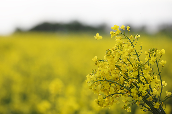포토 JPG 해외이미지 나무 식물 계절 꽃 산업 백그라운드 잎 패턴 농업 자연 씨앗 풍경 사람없음 야외 아웃포커스 초록색 여름 파란색 컬러풀 햇빛 태양 농장 노란색 환경 일몰 봄 성장 벚꽃 농촌 시골 신선 그린에너지 땅 유기농 조경 카놀라 해외202310 해외포토 자연요소 웰빙 컬러 무늬 촬영기법 노을 에너지 생태계 파일형식