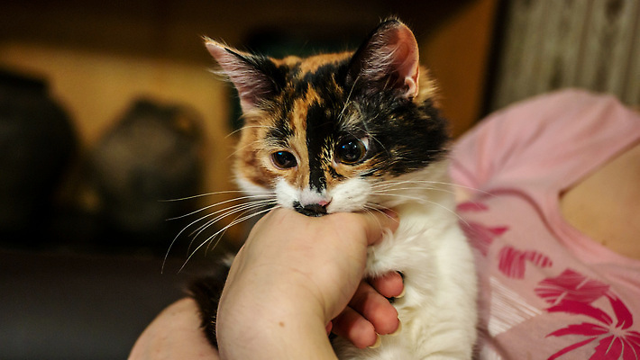 포토 JPG 해외이미지 동물 한마리 응시 행복 얼굴 컬러 포즈 백그라운드 장난 수염 털 사람없음 반려동물 컬러풀 뷰티 귀여움 고양이 가축 흰색 호기심 육식동물 주목 해외202310 해외포토 1 시선 감정 컨셉 포유류 신체부위 파일형식