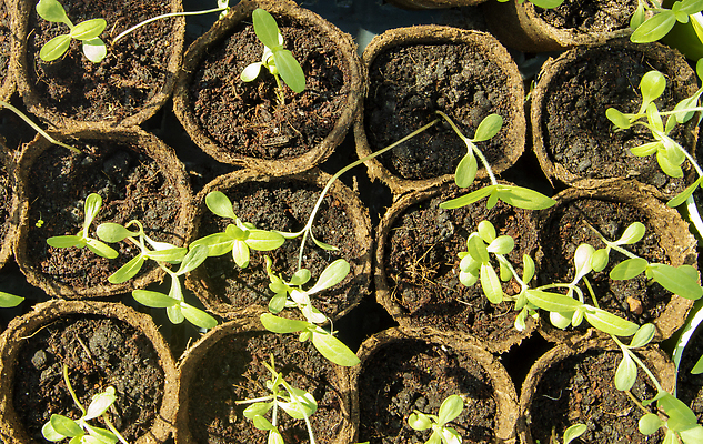 포토 JPG 해외이미지 식물 계절 음식 줄기 백그라운드 잎 농업 채소 자연 새로움 쟁반 씨앗 사람없음 초록색 새싹 환경 정원 흙 봄 성장 신선 원형 냄비 작음 땅 허브 에코 유기농 생태계 원예 먼지 내추럴 묘목 생태학 온실 해외202310 해외포토 도형 나무 웰빙 교육 산업 컬러 컨셉 취미 솥 크기 파일형식
