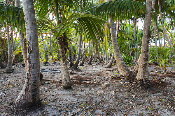 포토 JPG 해외이미지 나무 식물 공원 모래 섬 여행 잎 자연 파노라마 풍경 사람없음 야외 목재 초록색 여름 모래사장 야자수 뷰티 농장 환경 전원 숲 장면 멀리 몰디브 내추럴 고립 파라다이스 비어있는 해외202310 해외포토 계절 공공시설 아시아 바다 컬러 농업 재료 촬영기법 전기에너지 생태계 파일형식
