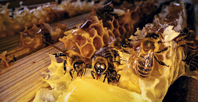 포토 JPG 해외이미지 동물 음식 곤충 가족 프레임 세포 실내 사람없음 목재 상자 농장 시골 업무 오픈 닫기 둥지 꿀벌 벌 바쁨 꽃가루 꿀 벌집 내추럴 밀랍 밭일 식민지 양봉 양봉장 왁스 해외202310 해외포토 나무 농업 재료 관계 모션 내부 작업 벌_곤충 가루 파일형식