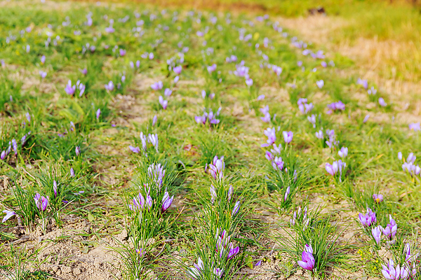 포토 JPG 해외이미지 식물 계절 꽃 지구 꽃무늬 밭 농업 재료 자연 건강 사람없음 빛 컬러풀 햇빛 뷰티 정원 보라색 수확 성장 벚꽃 가을 신선 개화 자주색 허브 제비꽃 향신료 내추럴 땅바닥 사프란 해외202310 해외포토 산업 컬러 무늬 바닥 태양 생태계 향미료 파일형식