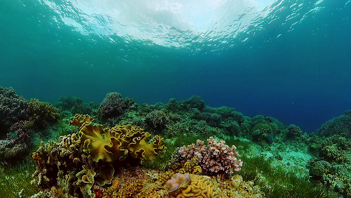 포토 JPG 해외이미지 동물 야생동물 바다 여행 백그라운드 자연 어류 풍경 사람없음 물 환경 바닷속 수중 수영 탐험 스노클링 산호 산호초 생태계 다이빙 장면 암초 발견 깊이 이국적 해외202310 해외포토 자연요소 수중동물 수상스포츠 수중식물 자포동물 수중스포츠 파일형식