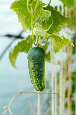 포토 JPG 해외이미지 식물 계절 꽃 음식 줄기 잎 농업 채소 재료 자연 오이 건강 사람없음 초록색 농작물 농장 노란색 정원 수확 성장 벚꽃 나뭇가지 시골 신선 작음 유기농 원예 날것 내추럴 밭일 숙성 온실 채식주의자 세련 해외202310 해외포토 나무 웰빙 산업 컬러 취미 크기 생태계 채식 파일형식