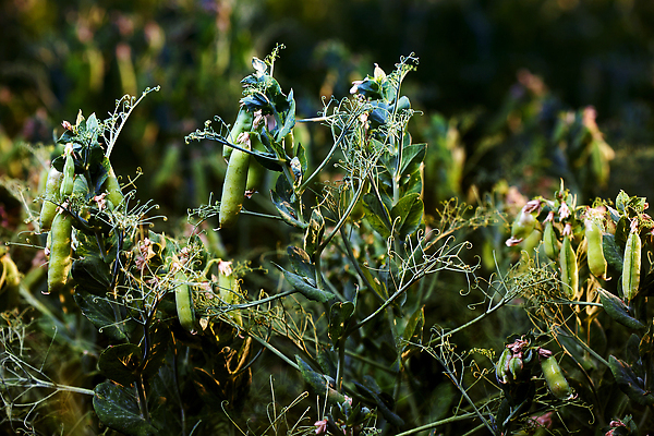 포토 JPG 해외이미지 식물 음식 백그라운드 밭 농업 채소 재료 자연 씨앗 사람없음 초록색 농장 젖음 수확 성장 신선 순수 유기농 원예 완두콩 날것 일렬 국산 건강식 꼬투리 채식주의자 세련 해외202310 해외포토 웰빙 산업 컬러 컨셉 콩 취미 생태계 채식 파일형식