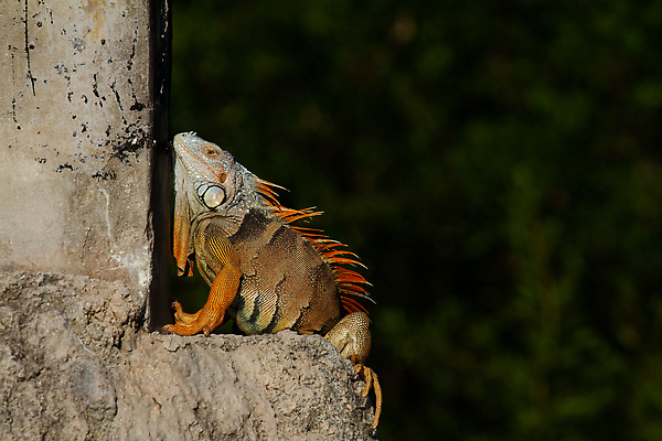 포토 JPG 해외이미지 동물 1 응시 야생동물 컬러 여행 오렌지 포유류 파충류 자연 초식동물 매달리기 종류 사람없음 야외 초록색 반려동물 태양 미국 가시 꼬리 도마뱀 육식동물 이구아나 노려봄 동물상 이국적 플로리다 해외202310 해외포토 자연요소 시선 북아메리카 과일 모션 표정 조형물 생태계 파일형식