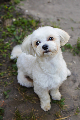 포토 JPG 해외이미지 응시 새끼 포즈 포유류 휴식 털 실내 따뜻함 서기 미소 앉기 사람없음 야외 친구 빛 반려동물 운동 햇빛 머리 귀여움 스크린 방 자유 닫기 개 강아지 모피 이발 코 부드러움 솜털 송곳니 광 기르기 동반자 복종 유래 순혈 해외202310 해외포토 동물 시선 컨셉 관계 모션 표정 건강 내부 신체부위 태양 감각 치아 돌봄 파일형식
