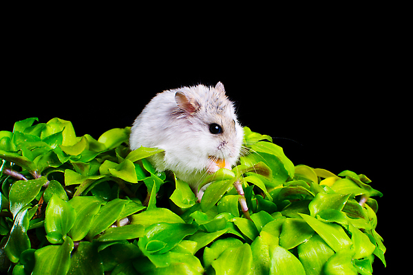 포토 JPG 해외이미지 동물 1 꽃 음식 포유류 사람없음 야외 초록색 반려동물 귀여움 검은색 회색 설치류 작음 모피 먹기 고립 총구 해외202310 해외포토 식물 컬러 컨셉 모션 크기 파일형식