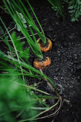 포토 JPG 해외이미지 식물 지구 음식 컬러 잎 밭 농업 다이어트 채소 오렌지 재료 자연 건강 사람없음 야외 가로 초록색 여름 농작물 농장 정원 흙 당근 수확 성장 시골 침대 신선 그룹 기름 땅 유기농 원예 뿌리 먼지 내추럴 땅바닥 밭일 숙성 채식주의자 해외202310 해외포토 웰빙 계절 산업 가구 과일 바닥 뿌리채소 취미 생태계 채식 파일형식