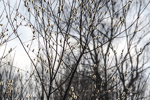 포토 JPG 해외이미지 나무 식물 구름 계절 호수 낙엽 겨울 자연 하늘 아침 풍경 잔디 사람없음 장식 가로 물 파란색 빛 강 햇빛 반사 갈색 노란색 평화 냉동 중국 어둠 회색 추위 흰색 나뭇가지 신선 버드나무 서리 해외202310 해외포토 주간 자연요소 아시아 컬러 컨셉 잎 태양 생태계 파일형식
