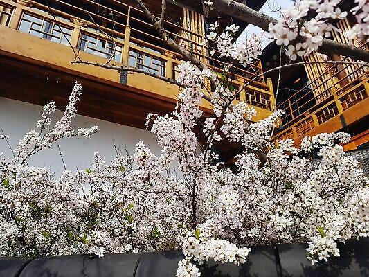 포토 JPG 해외이미지 나무 식물 꽃 겨울 건축양식 사람없음 봄 벚꽃 나뭇가지 관목 서리 라일락 해외202310 해외포토 계절 건축 파일형식