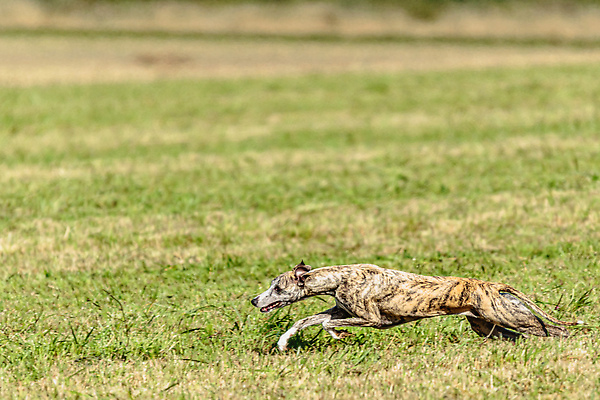 포토 JPG 해외이미지 동물 1 공원 감정 스포츠 밭 모션 놀이 건강 사람없음 야외 초록색 여름 반려동물 달리기 뷰티 걷기 정원 점프 경쟁 에너지 가을 게임 시골 레이싱 잡기 개 유혹 속도 사냥 송곳니 기르기 전력질주 챔피언 순혈 해외202310 해외포토 계절 공공시설 컬러 컨셉 농업 포유류 시합 치아 돌봄 파일형식