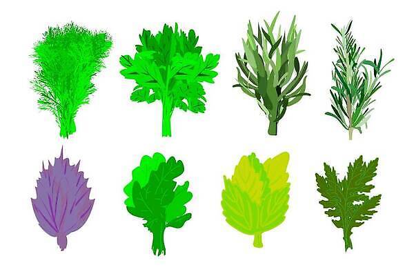 EPS 해외이미지 식물 디자인 음식 잎 일러스트 재료 자연 파슬리 건강 요리 초록색 세트 약 신선 조미료 고수 수집 민트 허브 유기농 원예 매움 향기 바질 로즈메리 내추럴 쪽파 고립 딜 백리향 세이지 오레가노 입가심 해외202310 해외일러스트 웰빙 컬러 채소 의학 취미 맛 향신료 생태계 냄새 파 향미료 파일형식 벡터
