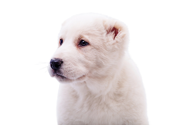 포토 JPG 해외이미지 한마리 사람없음 강아지 흰배경 해외202310 해외포토 1 백그라운드 반려동물 흰색 개 파일형식