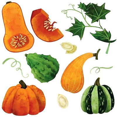EPS 해외이미지 조각 일러스트 호박 단면 사람없음 유기농 손그림 호박씨 호박잎 비건 해외202310 해외일러스트 웰빙 잎 채소 씨앗 채식주의자 파일형식 벡터
