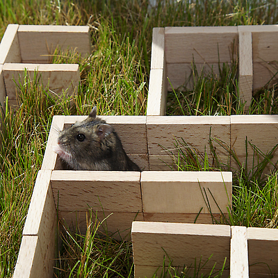 포토 JPG 해외이미지 식물 동물 1 응시 얼굴 새끼 컨셉 포유류 자연 출입구 앉기 잔디 사람없음 목재 뷰티 우승 퍼즐 유머 보행로 쥐 설치류 작음 콧수염 검색 호기심 미로 총구 혼란 해외202310 해외포토 나무 시선 감정 길 재료 모션 수염 신체부위 최고 크기 생태계 파일형식