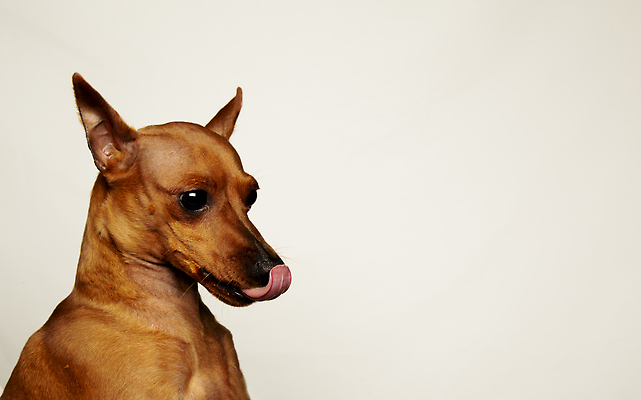 포토 JPG 해외이미지 스튜디오촬영 동물 한마리 1 응시 행복 얼굴 새끼 포유류 털 실내 사람없음 친구 반려동물 갈색 가축 기쁨 유머 개 강아지 작음 혀 순수 코 송곳니 순혈 해외202310 해외포토 시선 감정 컬러 컨셉 관계 내부 신체부위 입 치아 크기 파일형식