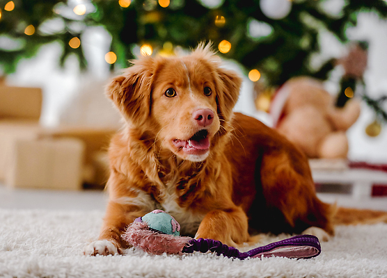 포토 JPG 해외이미지 크리스마스 겨울 사람없음 장식 선물상자 장난감 카펫 추위 리트리버 강아지 해외202310 해외포토 계절 기념일 선물 반려동물 상자 개 파일형식