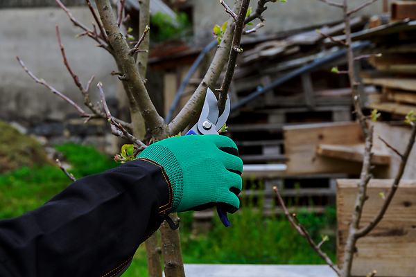 포토 JPG 해외이미지 나무 직업 손 계절 장갑 농업 과일 자연 노동자 사람없음 야외 목재 초록색 정원 봄 장비 나뭇가지 공구 시골 잡기 칼날 과수원 자르기 관목 원예 날카로움 다듬기 돌봄 원예사 커터 해외202310 해외포토 식물 잡화 산업 컬러 재료 모션 취미 신체부위 도구 생태계 파일형식