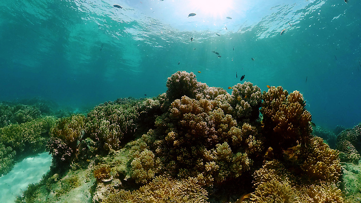 포토 JPG 해외이미지 동물 야생동물 바다 여행 백그라운드 자연 어류 사람없음 물 환경 바닷속 수중 수영 탐험 스노클링 산호 산호초 생태계 다이빙 장면 암초 발견 깊이 이국적 해외202310 해외포토 자연요소 수중동물 수상스포츠 수중식물 자포동물 수중스포츠 파일형식