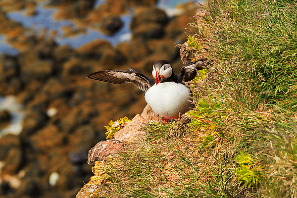 포토 JPG 해외이미지 동물 야생동물 바다 컬러 섬 백그라운드 날개 자연 조류 아이슬란드 사람없음 야외 황무지 깃털 부리 북쪽 대서양 스칸디나비아 해외202310 해외포토 유럽 방향 생태계 파일형식