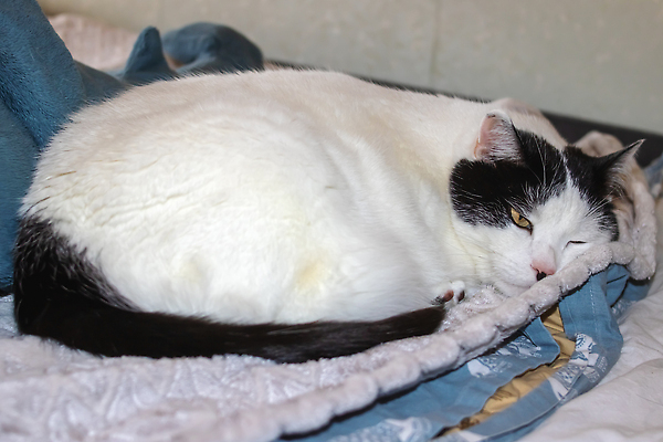 포토 JPG 해외이미지 쿠션 사람없음 반려동물 눕기 귀여움 눈감음 고양이 이불 졸음 안락 해외202310 해외포토 동물 감정 컨셉 포유류 침구 모션 파일형식