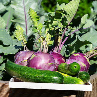 포토 JPG 해외이미지 식물 계절 음식 잎 농업 다이어트 채소 자연 오이 건강 사람없음 여름 농작물 농장 환경 정원 수확 신선 닫기 균형 유기농 생태계 원예 양배추 건강식 내추럴 밭일 주키니호박 콜라비 해외202310 해외포토 웰빙 산업 모션 취미 파일형식