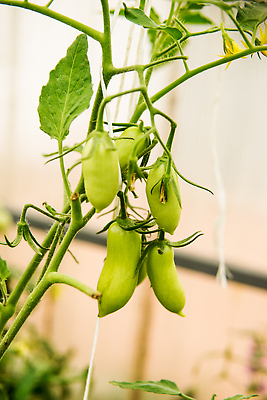 포토 JPG 해외이미지 식물 라이프스타일 교육 음식 잎 농업 토마토 채소 과일 방울토마토 자연 건강 사람없음 햇빛 농장 농경지 정원 봄 수확 성장 신선 원형 농부 땅 유기농 원예 건강식 땅바닥 밭일 채식주의자 해외202310 해외포토 도형 직업 웰빙 계절 산업 바닥 취미 생활 태양 생태계 채식 파일형식