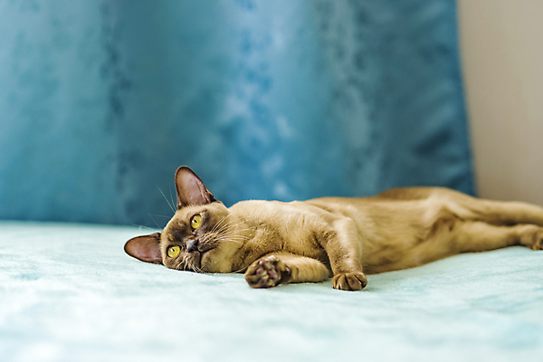 포토 JPG 해외이미지 사람없음 파란색 귀여움 고양이 커튼 해외202310 해외포토 컬러 컨셉 포유류 반려동물 파일형식