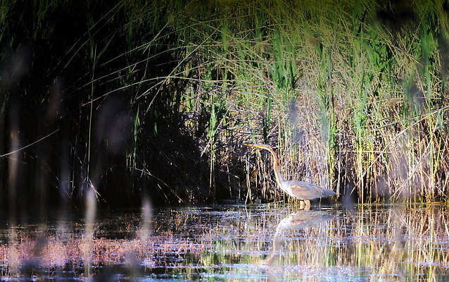 포토 JPG 해외이미지 식물 동물 1 유럽 호수 야생동물 백그라운드 날개 자연 조류 아침 종류 갈대 풍경 성인 사람없음 야외 초록색 물 강 갈색 노란색 보라색 회색 황무지 습지 왜가리 깃털 부리 서식지 내추럴 동물상 해외202310 해외포토 주간 자연요소 나라 컬러 사람 조형물 생태계 파일형식