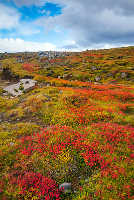포토 JPG 해외이미지 식물 공원 컬러 여행 백그라운드 잎 밭 자연 아이슬란드 이끼 사람없음 야외 초록색 파란색 컬러풀 뷰티 흰색 황무지 북극 질감 빙하 블루베리 화산 용암 북쪽 내추럴 땅바닥 스칸디나비아 해외202310 해외포토 공공시설 유럽 농업 과일 산 바닥 극지방 방향 생태계 파일형식
